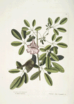 Passerculus bicolor Bahamiensis, The Bahama Sparrow; Bignonia Arbor Pentaphylla, Plum Cat.