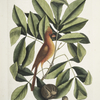 Nux juglans Virginiana alba &c., The Hiccory Tree; The Pig-nut; Coccothraustes ruber, The red Bird.