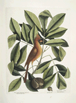 Nux juglans Virginiana alba &c., The Hiccory Tree; The Pig-nut; Coccothraustes ruber, The red Bird.