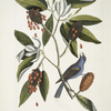 Magnolia Lauri folio, Subtus albicante, The Sweet flowring Bay; Coccothraustes coeruleus, The blew Grosbeak.