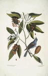 Magnolia Lauri folio, Subtus albicante, The Sweet flowring Bay; Coccothraustes coeruleus, The blew Grosbeak.