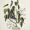 Coccothraustes purpurea, The purple Gross-beak; Toxicodendron foliis alatis &c., The Poison -Wood.