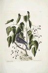 Coccothraustes purpurea, The purple Gross-beak; Toxicodendron foliis alatis &c., The Poison -Wood.