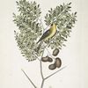 Carduelis Americanus, The American Goldfinch; Acacia abruoe foliis &c., Acacia.