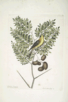 Carduelis Americanus, The American Goldfinch; Acacia abruoe foliis &c., Acacia.