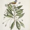 Althea [Alcea] Floridana, The Loblolly-Bay;  Avis Tricolor, The Painted Finch.