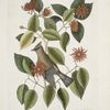 Frutex Corni foliis &c.;  Garullus Carolinensis, The Chatterer.