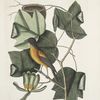Arbor Tulipifera, The Tulip Tree;  Icterus, The Baltimore Bird.