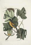 Arbor Tulipifera, The Tulip Tree;  Icterus, The Baltimore Bird.