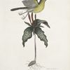 Oenanthe Americana, The yellow breasted Chat;  Solanum &c. fl.: purpureo.