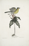 Oenanthe Americana, The yellow breasted Chat;  Solanum &c. fl.: purpureo.