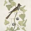 Smilax &c.; Muscicapa cristata, The crested Flycatcher.