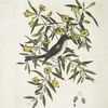 Jasminum luteum,The yellow Jessamy; Muscicapa nigrescens, The Blackcap Flycatcher.