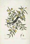 Jasminum luteum,The yellow Jessamy; Muscicapa nigrescens, The Blackcap Flycatcher.