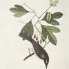 Cornus mas Odorata, Sassasras; Muscicapa Corona rubra, TheTyrant.