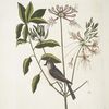 Cistus flore Periclymini, The Upright Honysuckle;  Parus cristatus, The  crested Titmous.