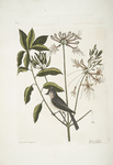 Cistus flore Periclymini, The Upright Honysuckle;  Parus cristatus, The  crested Titmous.