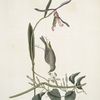 Helleborine Lily folio, The Lilly-leaf's Hellebore; Parus Uropygeo luteo, The Yellow-rump; Apocynum Scandens,  Dogs-bane.