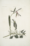 Helleborine Lily folio, The Lilly-leaf's Hellebore; Parus Uropygeo luteo, The Yellow-rump; Apocynum Scandens,  Dogs-bane.