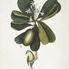 Arbor Jasmini floribus, The Seven Years Apple; Parus Bahamensis, The Bahama Titmous.