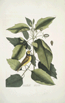 Parus cucullo nigro, The Hooded Titmous; Tupelo Arbor, The water Tupelo.