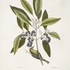 Parus Americanus lutescens, The Pine-creeper; Ligustrum Lauri folio,  The puple-berried Bay.