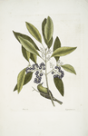 Parus Americanus lutescens, The Pine-creeper; Ligustrum Lauri folio,  The puple-berried Bay.