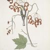 Parus Americanus Gutture luteo, the yellow-throated creeper; Acer Virginianum folio majore, The Red flowering maple.