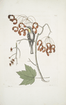 Parus Americanus Gutture luteo, the yellow-throated creeper; Acer Virginianum folio majore, The Red flowering maple.