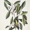 Parus luteus, The Yellow Titmous; Laurus Carolinensis, The Red Bay.