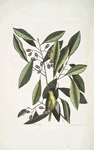 Parus luteus, The Yellow Titmous; Laurus Carolinensis, The Red Bay.