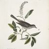 Muscicapa vertice nigro, The Cat-bird; Alni folia Americana serrata.