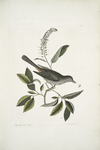 Muscicapa vertice nigro, The Cat-bird; Alni folia Americana serrata.