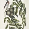 Ruticilla Americana, The Red-Start; Juglans Nigra, The Black Walnut.