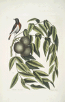 Ruticilla Americana, The Red-Start; Juglans Nigra, The Black Walnut.