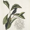Rubicilla minor nigra, The little black Bullfinch; Amelanchier &c., The Fringe Tree.