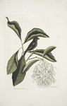 Rubicilla minor nigra, The little black Bullfinch; Amelanchier &c., The Fringe Tree.