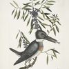 Ispida &c., The King-Fisher; Myrtus &c.,  The narrow-leaved Candle-berry Myrtle.