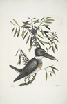 Ispida &c., The King-Fisher; Myrtus &c.,  The narrow-leaved Candle-berry Myrtle.
