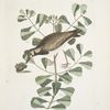 Morinellus marinus, The Turn-Stone, or  Sea-Dottrel;  Frutex &c.,