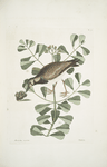 Morinellus marinus, The Turn-Stone, or  Sea-Dottrel;  Frutex &c.,