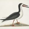 Larus Major, The Cut Water.