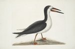 Larus Major, The Cut Water.