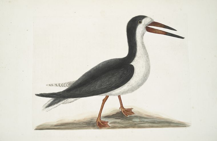 Etching of black and white bird with long brown pointy beak and webbed feel, from The natural history of Carolina, Florida, and the Bahama Islands