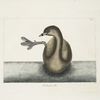 Podicipes &c. [Prodicipes minor], The Pied-Bill Dopchick.