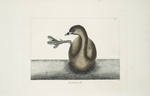 Podicipes &c. [Prodicipes minor], The Pied-Bill Dopchick.