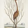 Phoenicopterus Bahamensis, The Flamingo; Keratophiton &c.