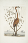 Phoenicopterus Bahamensis, The Flamingo; Keratophiton &c.