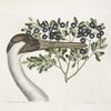 Grus Americana Alba, The hooping Crane; Prunus &c.,  The Bullet-Bush.