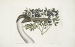 Grus Americana Alba, The hooping Crane; Prunus &c.,  The Bullet-Bush.